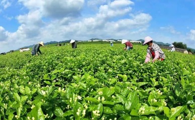 好消息!橫縣茉莉花茶入選首批中國農業品牌目錄