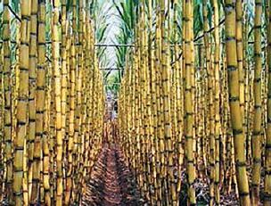 埃塞俄比亞農業及主要農產品投資潛力與機會分析